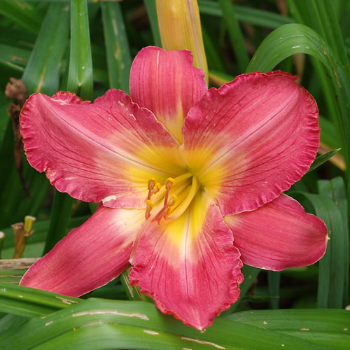 Hemerocallis Tropic Sunset